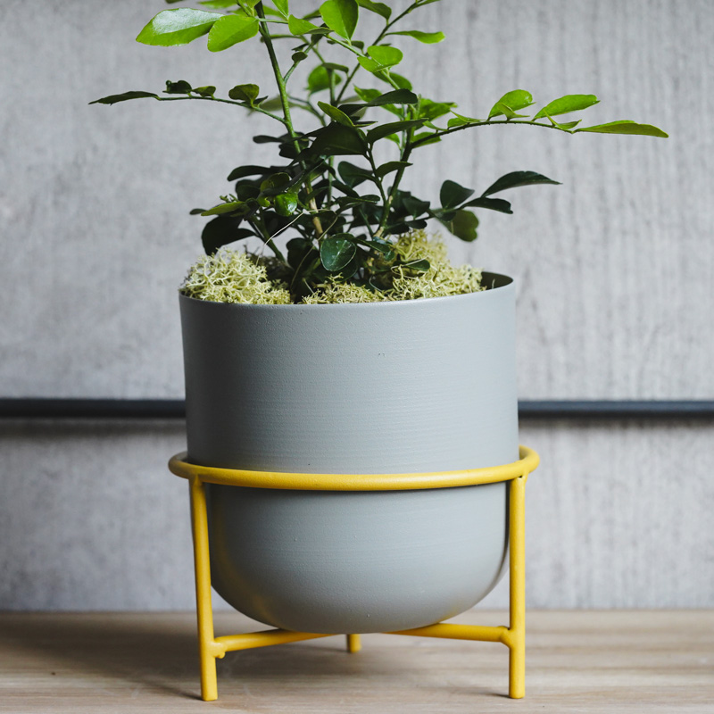 月夜に甘い柑橘の香りが漂うゲッキツ(Gray) | 青山フラワーマーケット