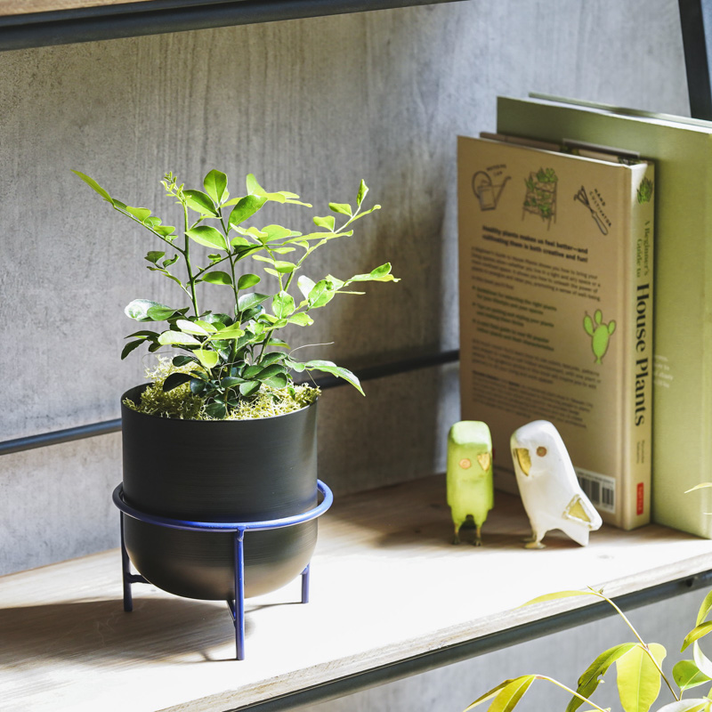 月夜に甘い柑橘の香りが漂うゲッキツ(Black) | 青山フラワーマーケット