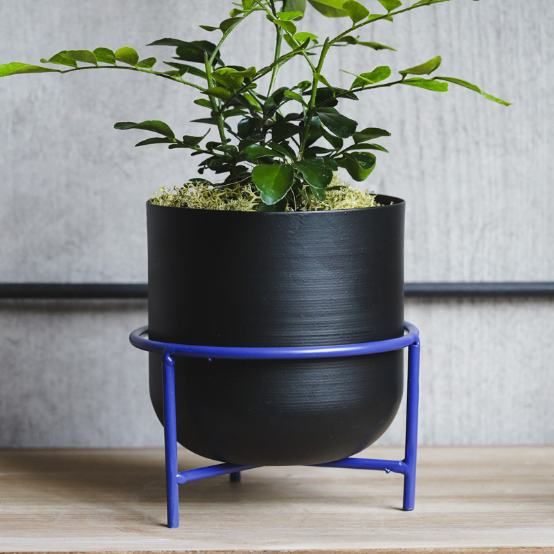 月夜に甘い柑橘の香りが漂うゲッキツ(Black) | 青山フラワーマーケット