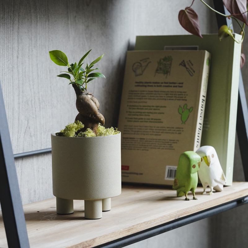 観葉植物 | 青山フラワーマーケット | 青山フラワーマーケット｜花束