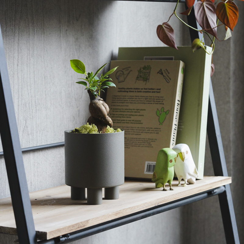 初心者でも育てやすいガジュマル (Grey) | 青山フラワーマーケット