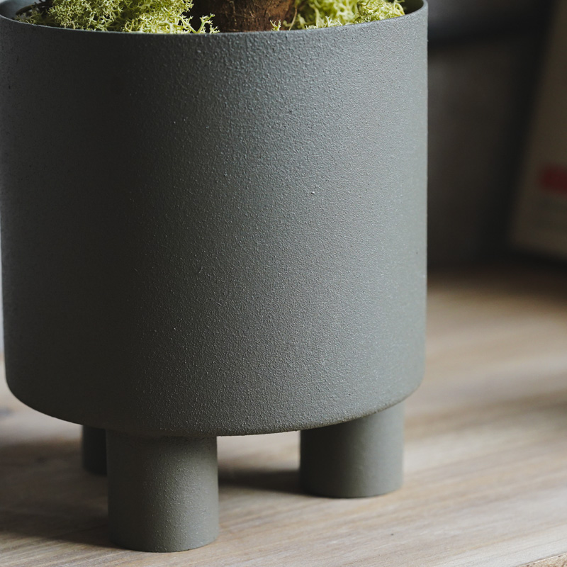 初心者でも育てやすいガジュマル (Grey) | 青山フラワーマーケット