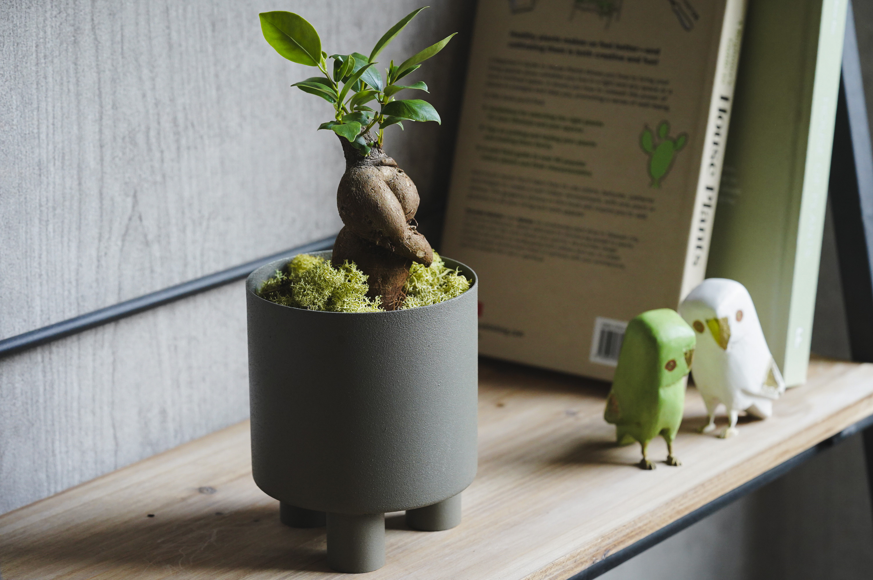 ガジュマルさま専用ページ 観葉植物 ガジュマル S 5号鉢 植物 5号 インテリア 室内