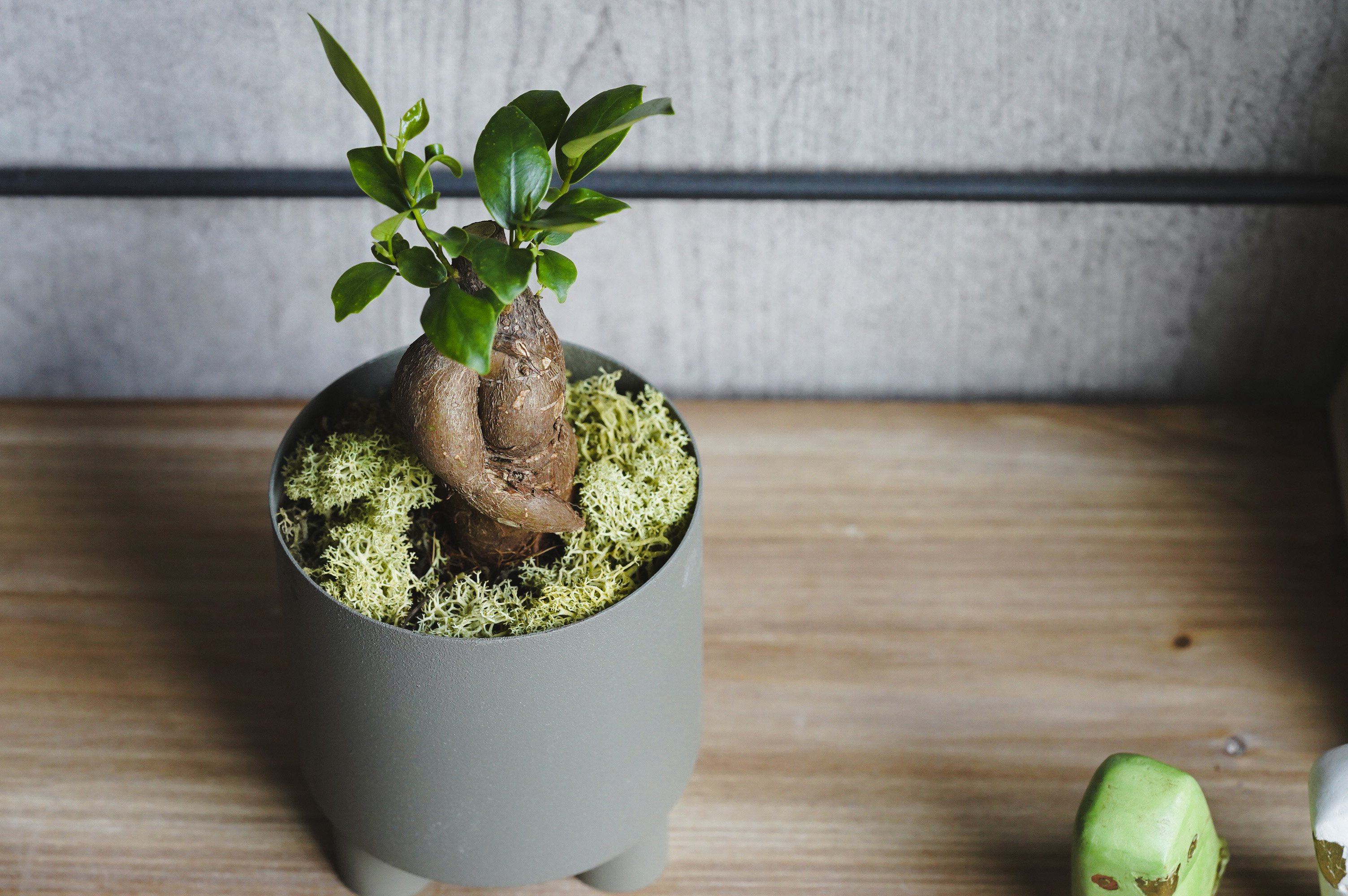 初心者でも育てやすいガジュマル (Grey) | 青山フラワーマーケット