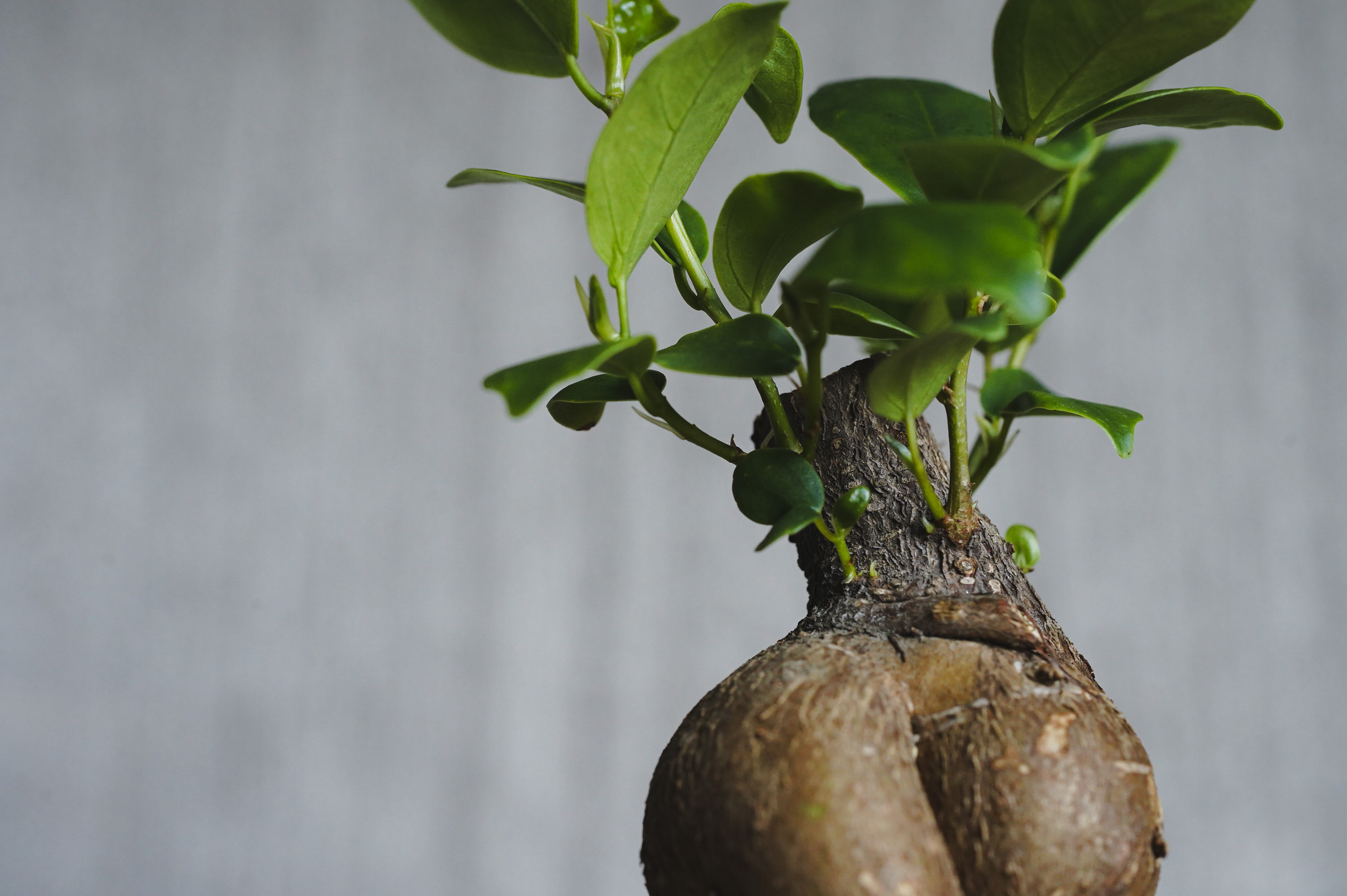 ガジュマルさま専用ページ ユニクロ公式 | ガジュマル