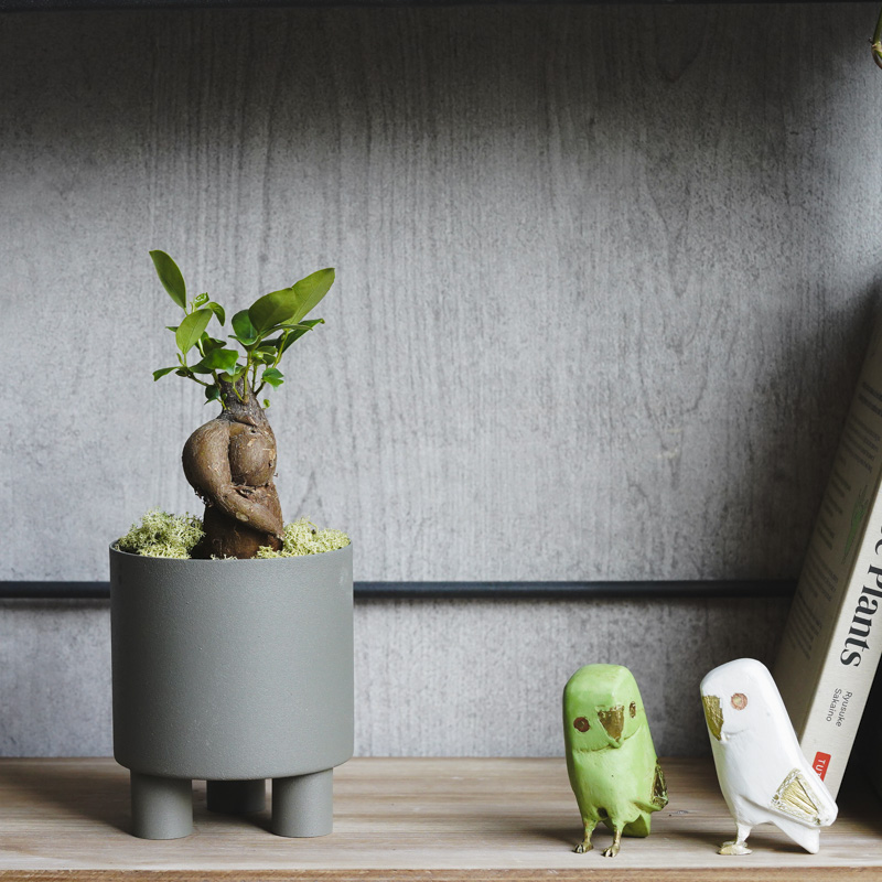 初心者でも育てやすいガジュマル (Grey) | 青山フラワーマーケット