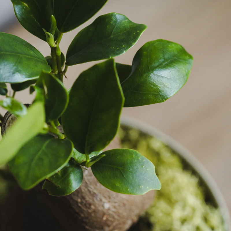 ガジュマル約1.5メートル/13号 ガジュマル約1.5メートル/13号 観葉植物 ガジュマル 4号 股仕立て