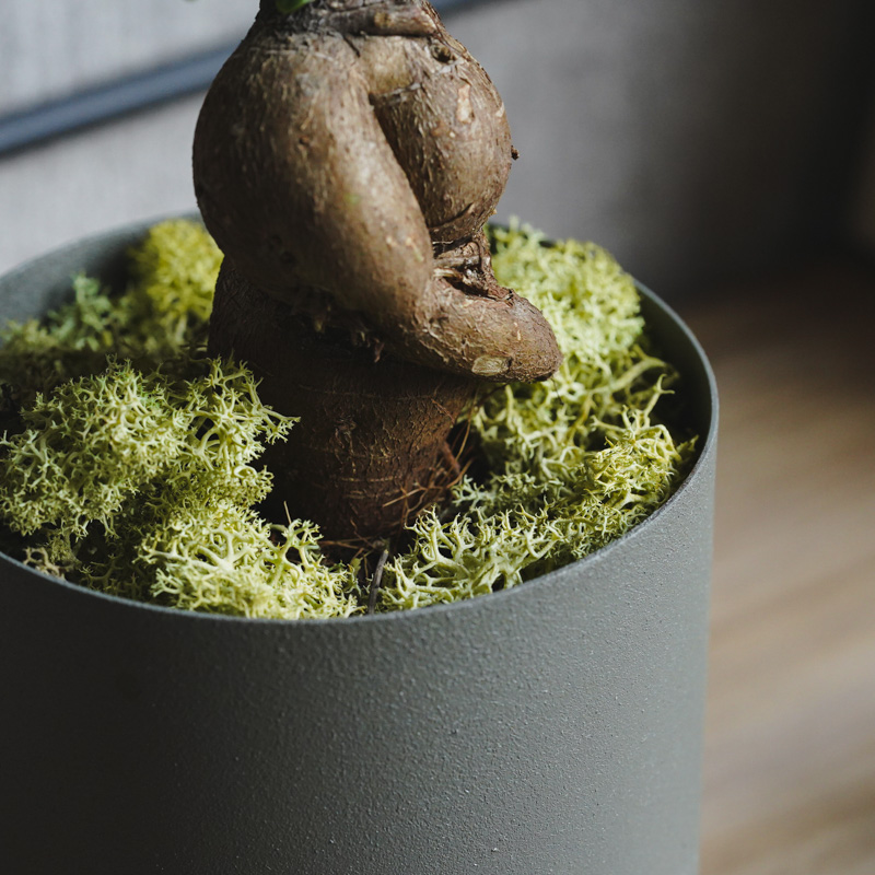 初心者でも育てやすいガジュマル (Grey) | 青山フラワーマーケット