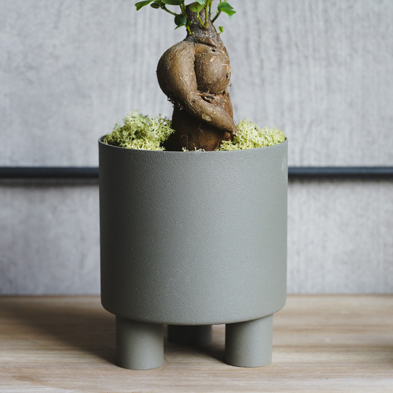 初心者でも育てやすいガジュマル (Grey) | 青山フラワーマーケット