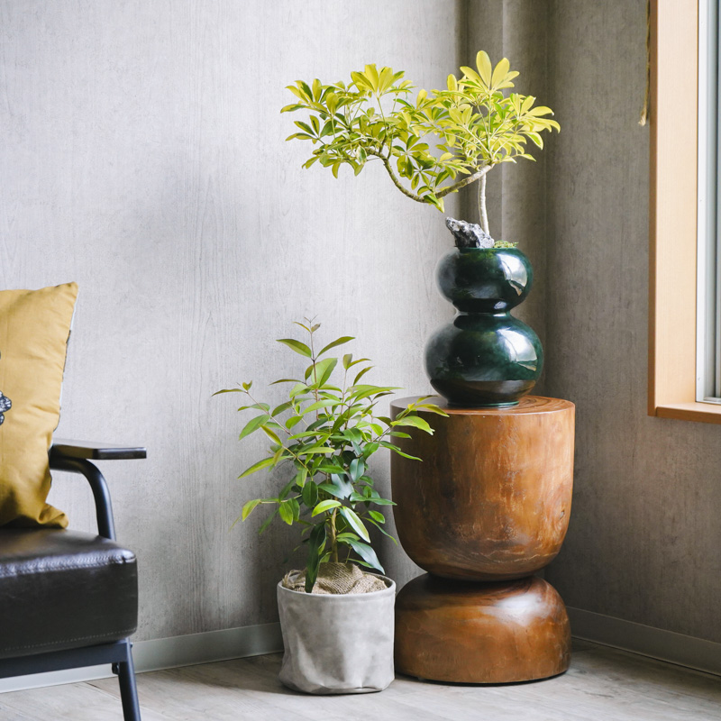 スワー/ウッドスツール（ドゥワ) | 青山フラワーマーケット｜花束