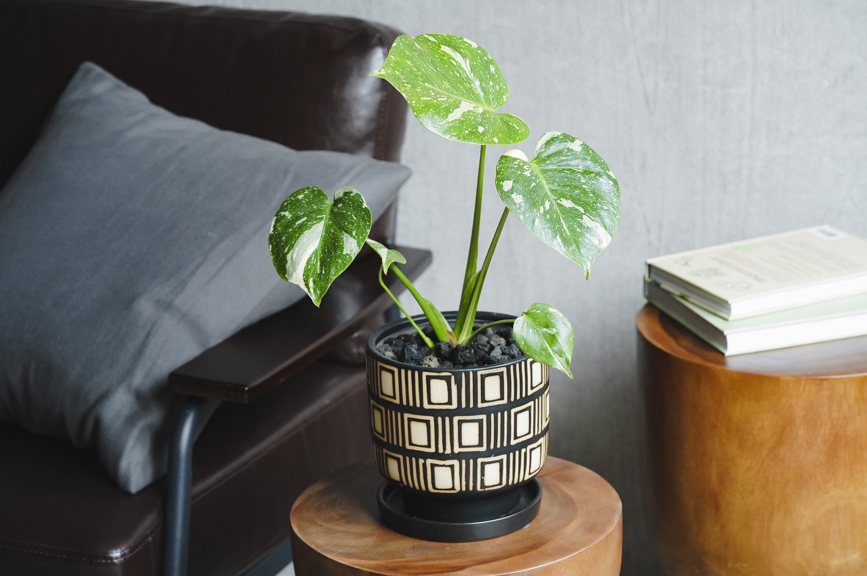 斑入りが珍しい！滅多に出会えない希少なモンステラ | 青山フラワー