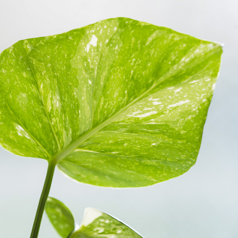 超絶希少 モンステラ オブリクア ヤスニ 超希少❗️モンステラ