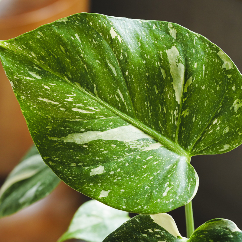 【稀少】サカキカズラ　斑入り個体 稀少】サカキカズラ 斑入り個体 サカキカズラ 斑入り個体