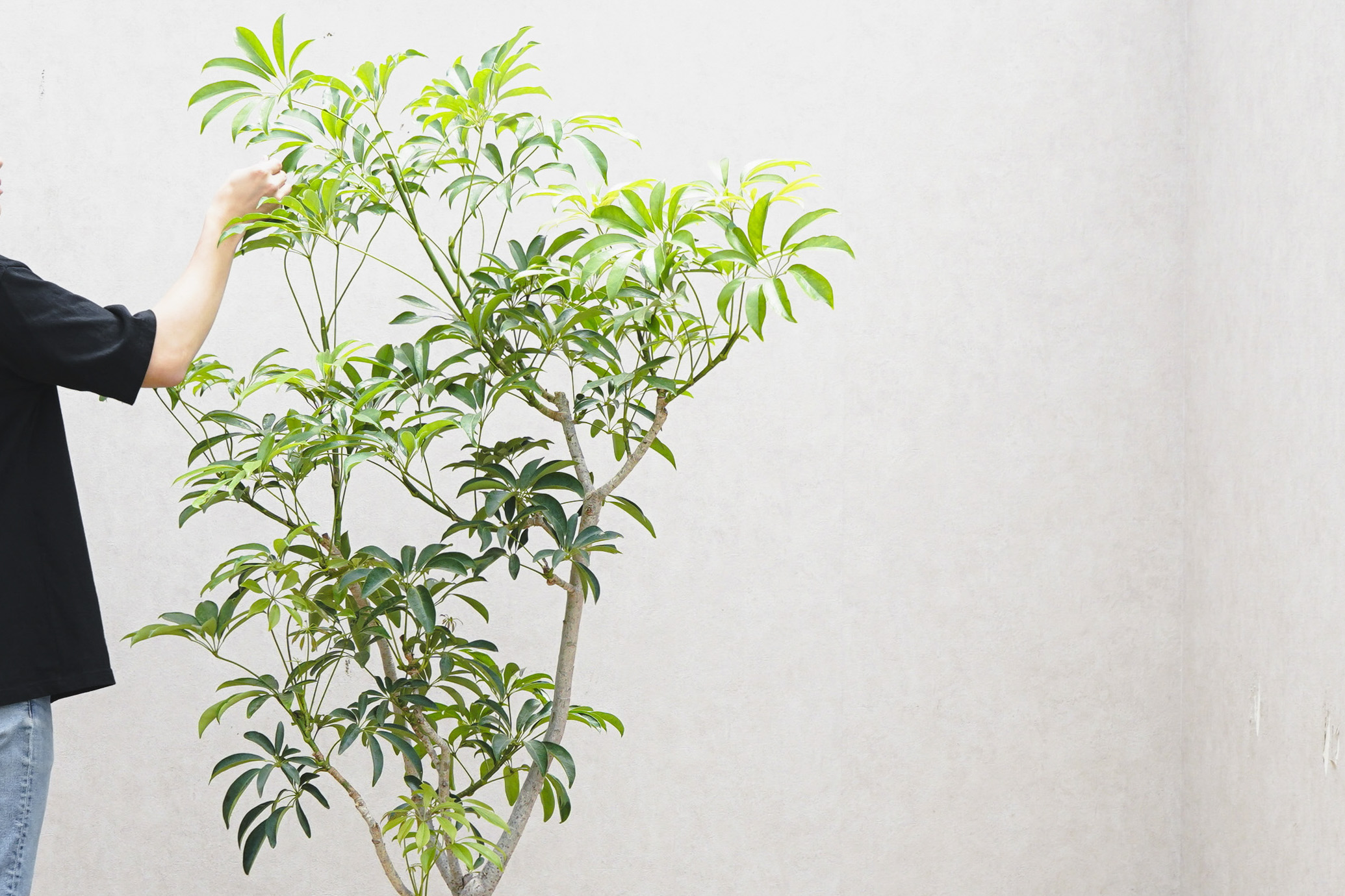 シェフレラ　青レモン斑入り 大株　幹太　屋外育成 シェフレラ 青レモン斑入り 大株 幹太 屋外育成 - メルカリ