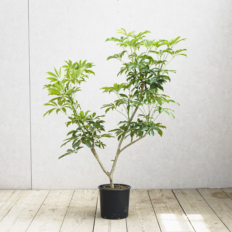 【希少】Umbrella Tree Pot 鉢2個セット 希少】Umbrella Tree Pot 鉢2個セット