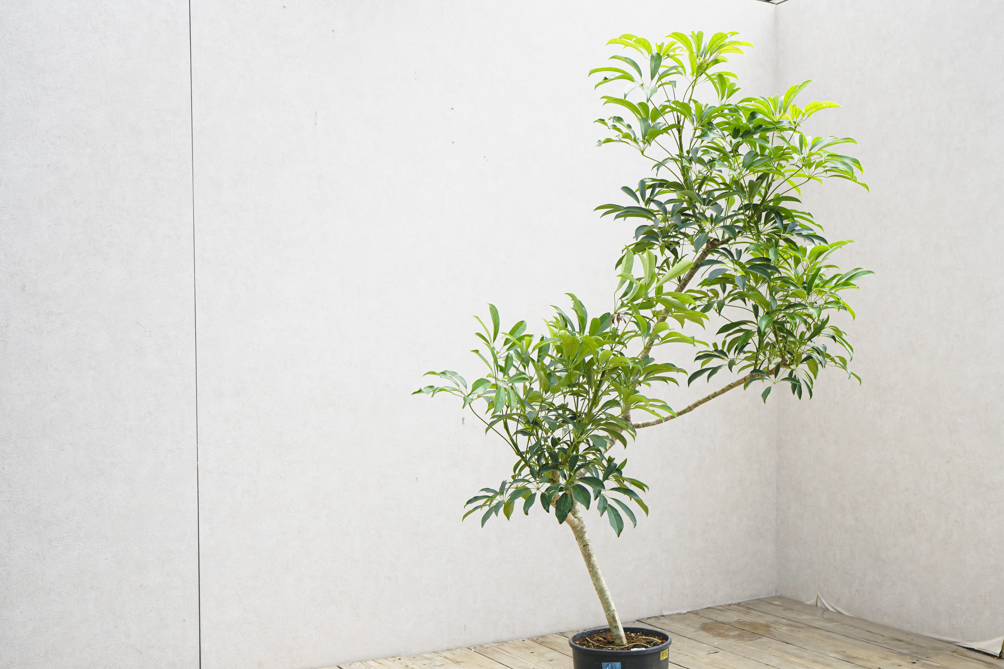 1万円 シェフレラ 9号 観葉植物