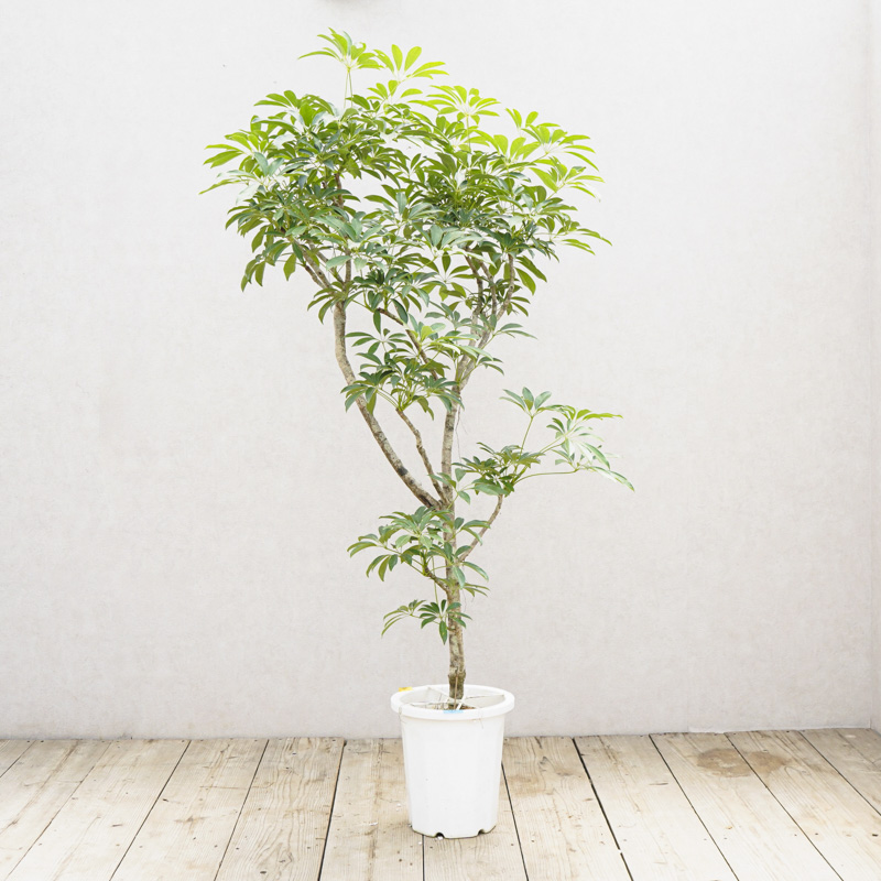 数量限定・特注一点もの】二股×二股の幹が力強いシェフレラ | 青山