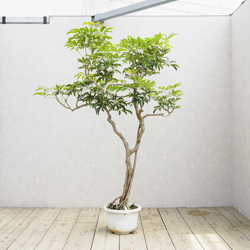 シェフレラ木立 シェフレラ木立 - メルカリ