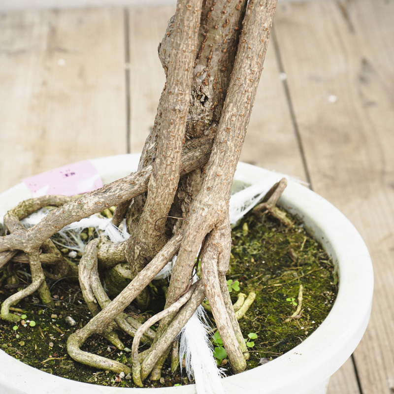 数量限定・特注一点もの】太く立派な幹と豊かな葉の姿が迫力満点な  