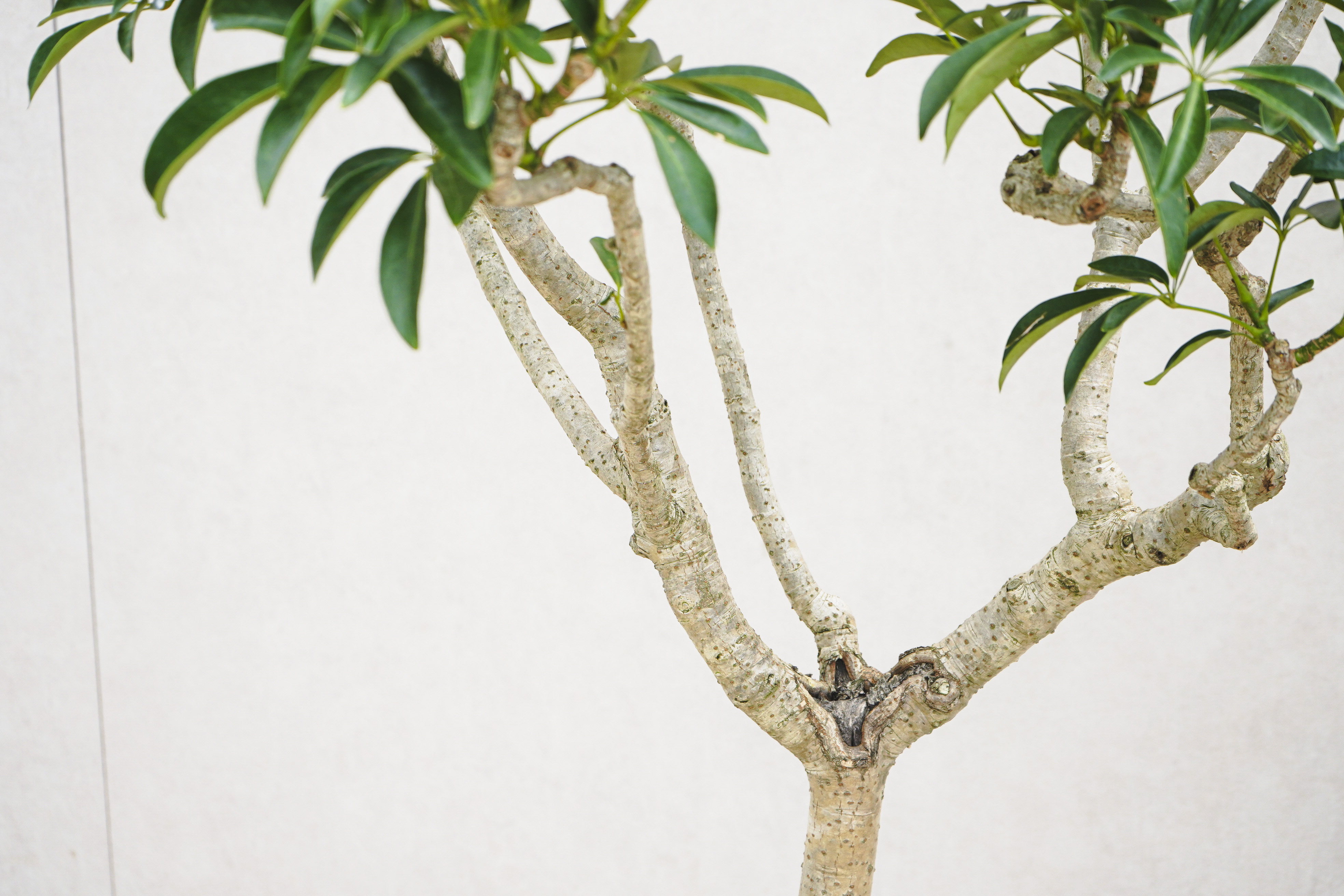 シェフレラ　青レモン斑入り 大株　幹太　屋外育成 シェフレラ 青レモン斑入り 大株 幹太 屋外育成 Amazon.co.jp