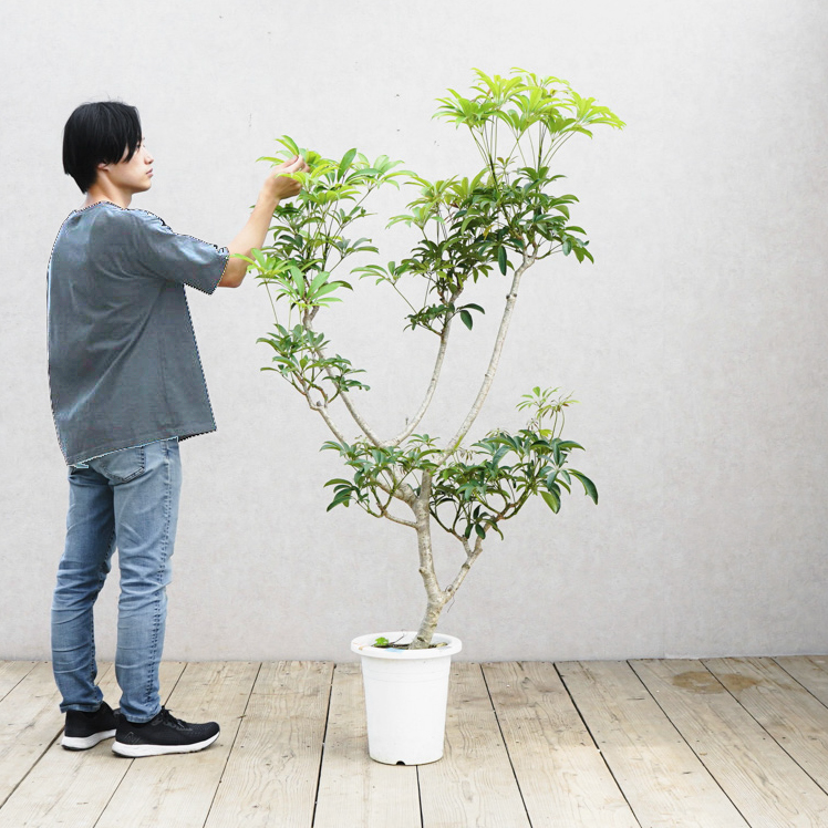 青山フラワーマーケット｜観葉植物｜サイズで選ぶ | 青山