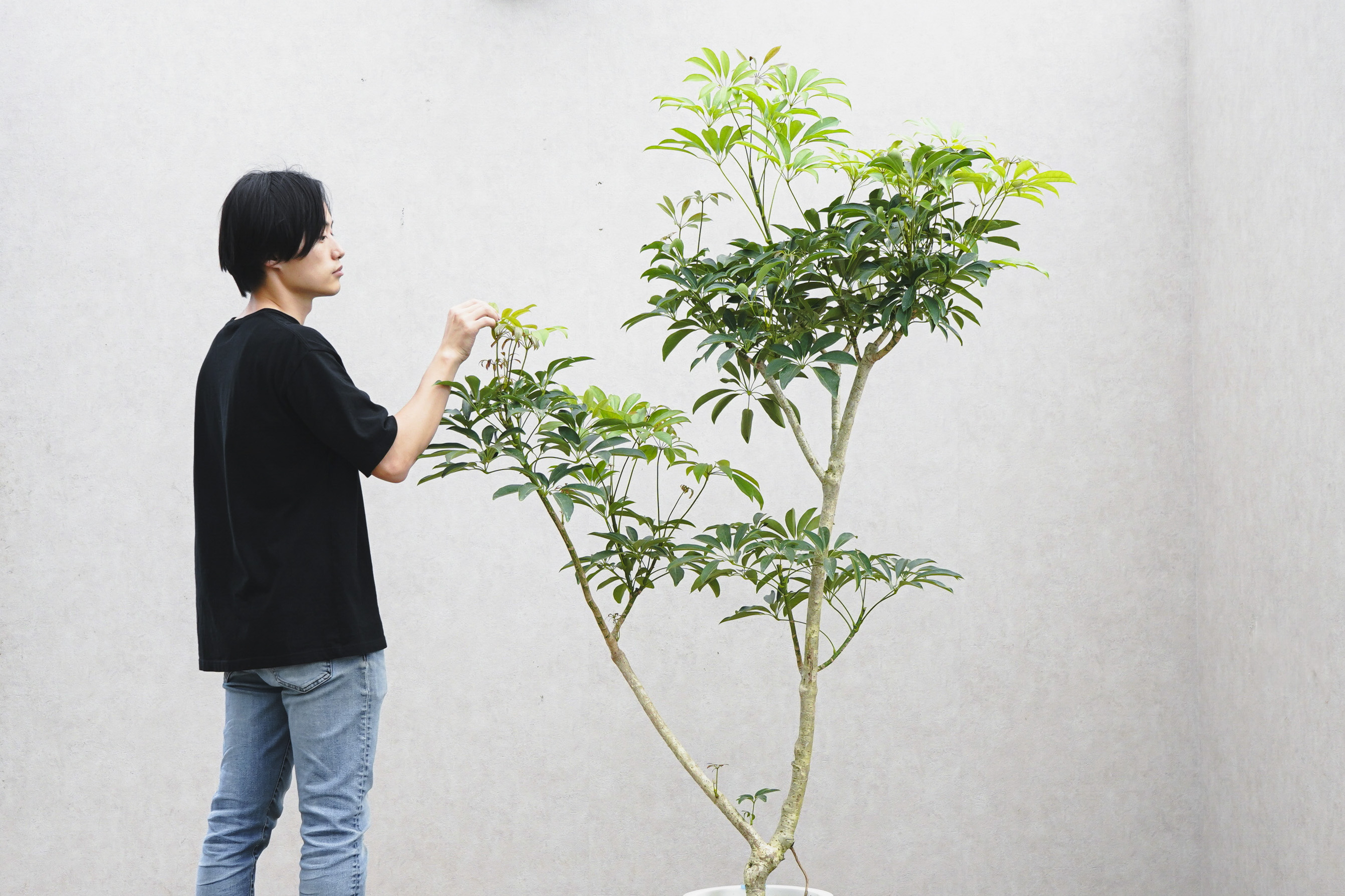 数量限定・特注一点もの】二股樹形が美しいシェフレラ | 青山 