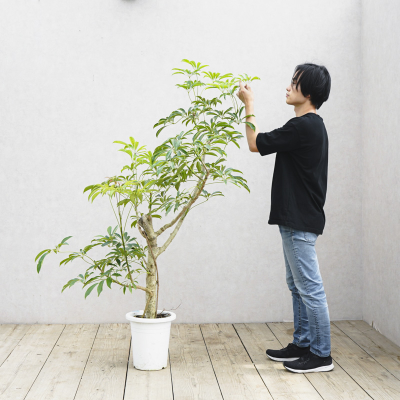 シェフレラ シェフレラ：ムーンドロップ 3.5号硬質ポット の通販 | 園芸ネット