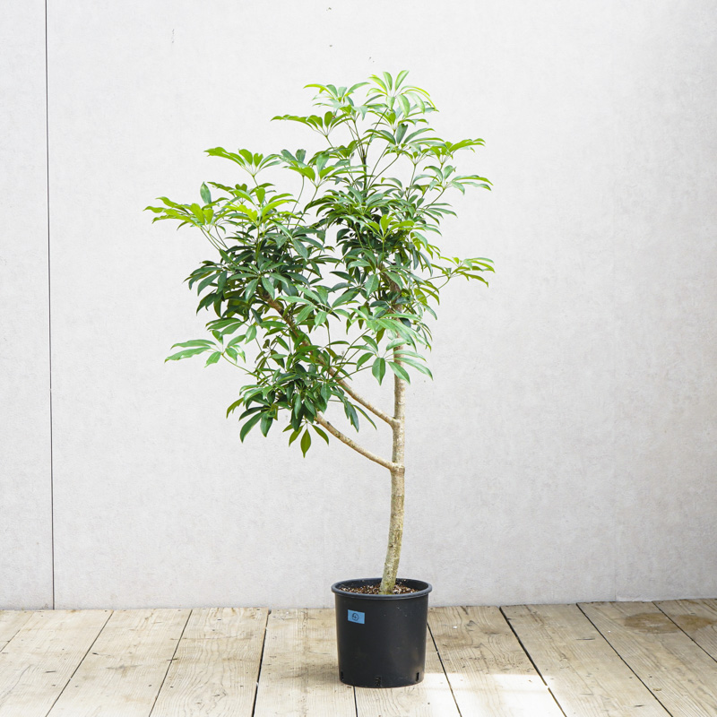 観葉植物　ヤドリフカノキ　シェフレラ　宮古島　取りに来られる方のみ 観葉植物 ヤドリフカノキ シェフレラ 宮古島 取りに来られる方