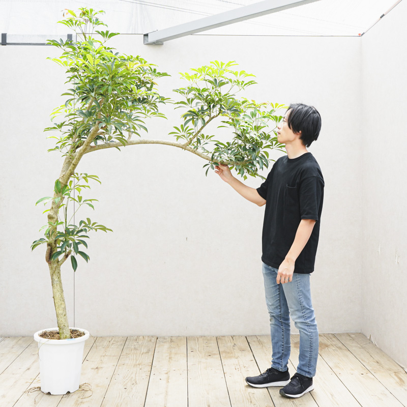 観葉植物 シェフレラ 個性的な樹形が特徴 140cm 現品お届け