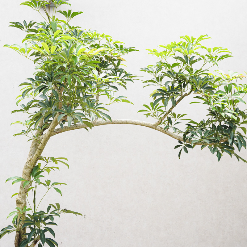 観葉植物 シェフレラ 個性的な樹形が特徴 140cm 現品お届け
