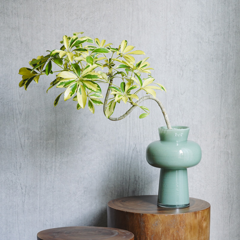 観葉植物 | 青山フラワーマーケット インテリアやギフトに最適|通販|花