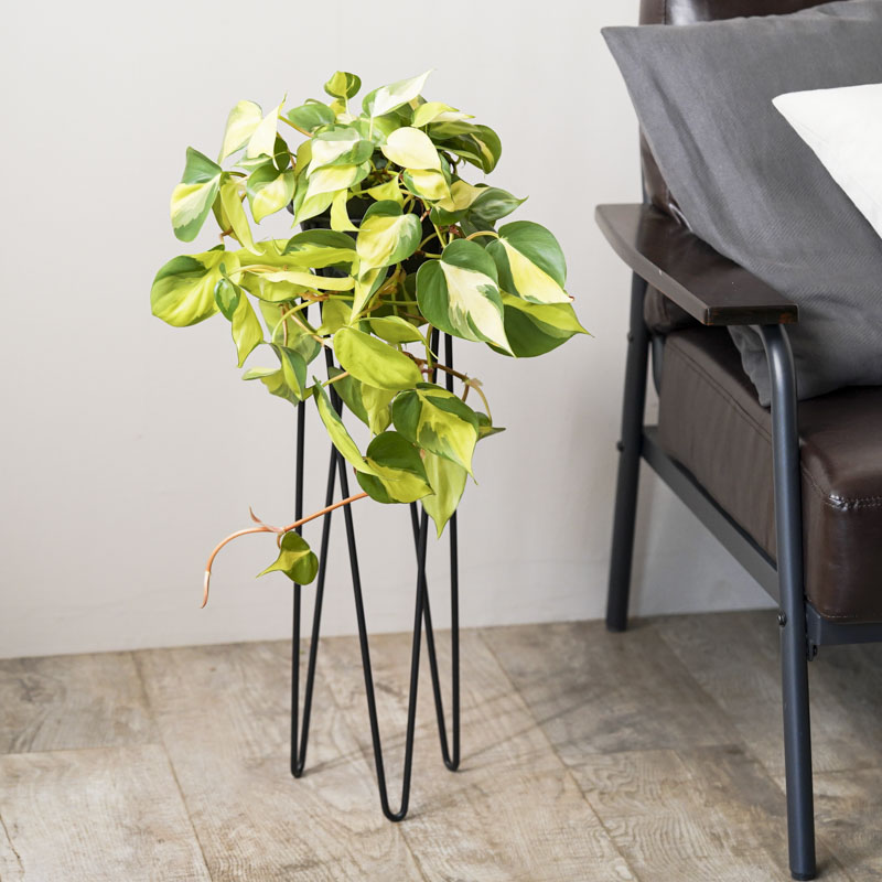 スタンドを覆い尽くす姿を楽しむフィロデンドロン・オキシカルジウム