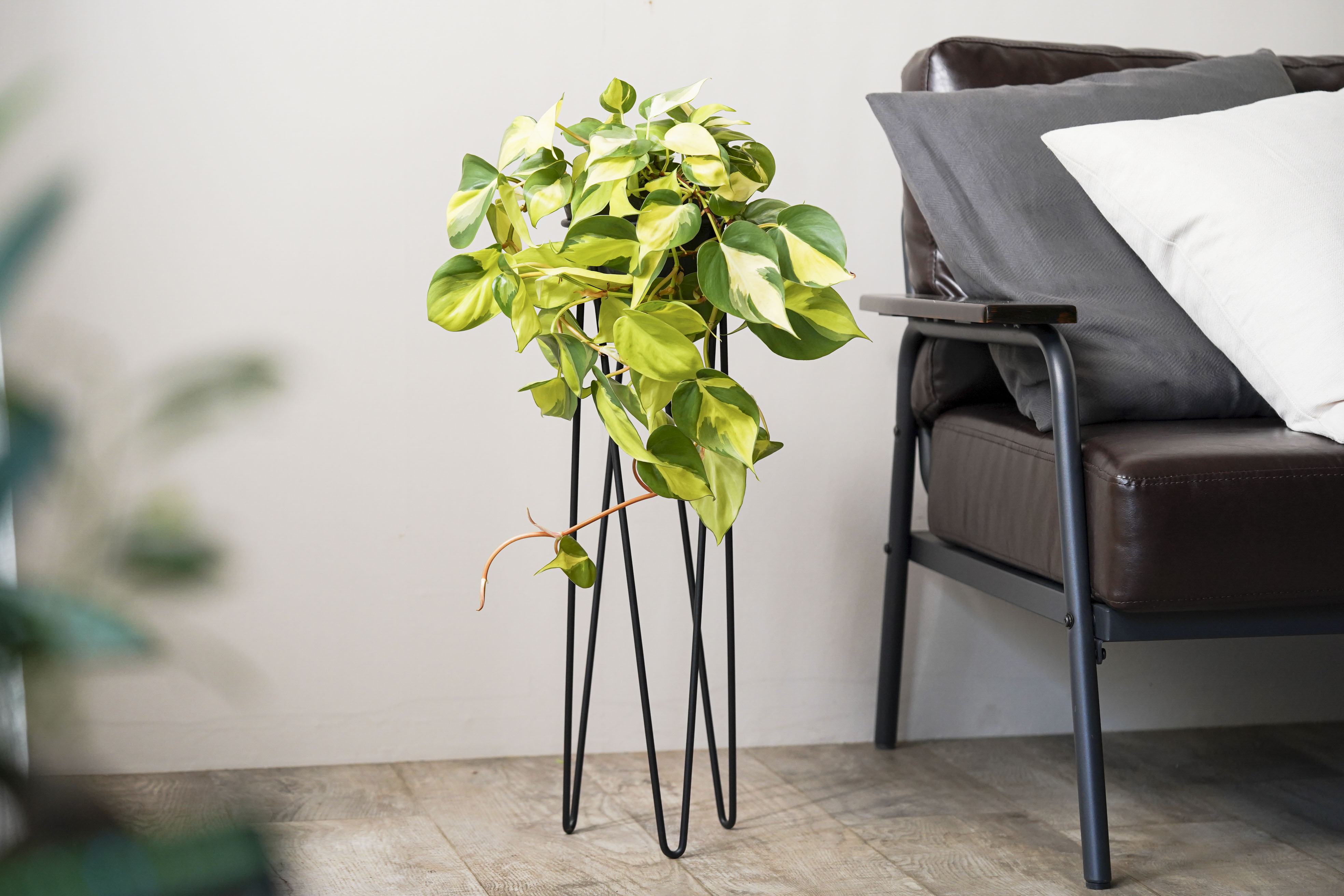 スタンドを覆い尽くす姿を楽しむフィロデンドロン・オキシカルジウム