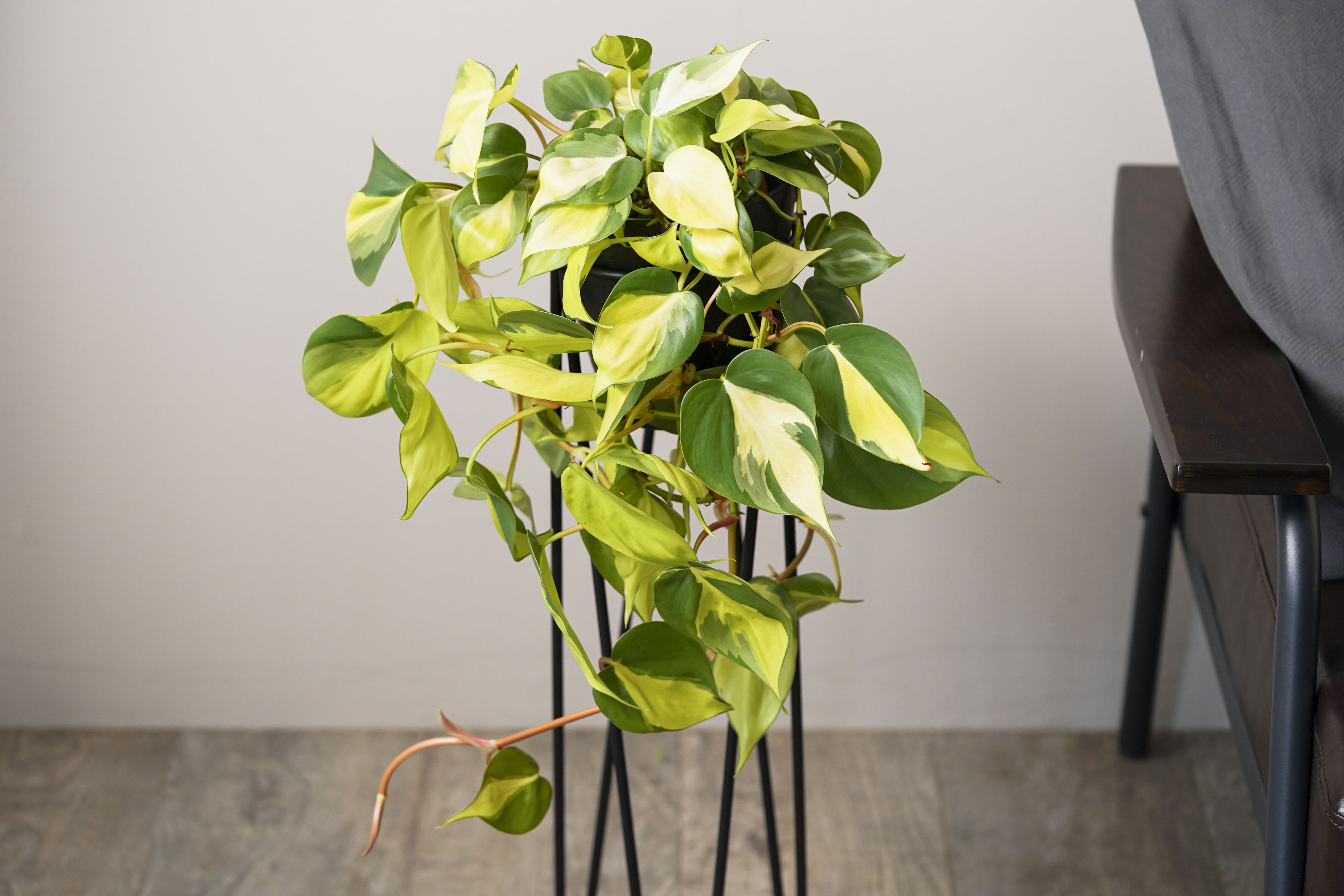 まとめ買い限定1本¥180フィロデンドロンブラジル 観葉植物 オキシカルジウム フィロデンドロン オキシカルジューム・ブラジル ヒメカズラ