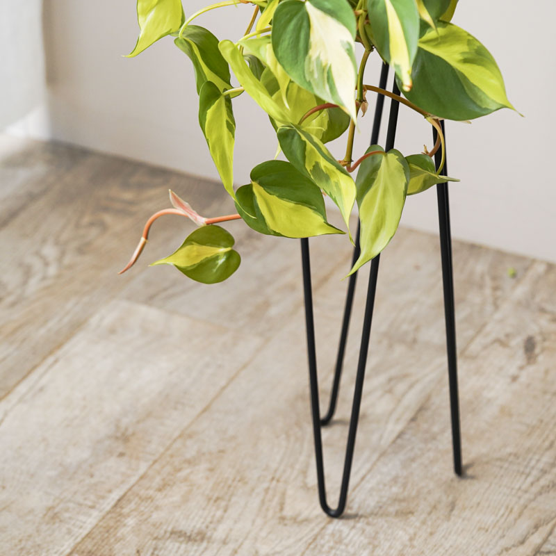 スタンドを覆い尽くす姿を楽しむフィロデンドロン・オキシカルジウム