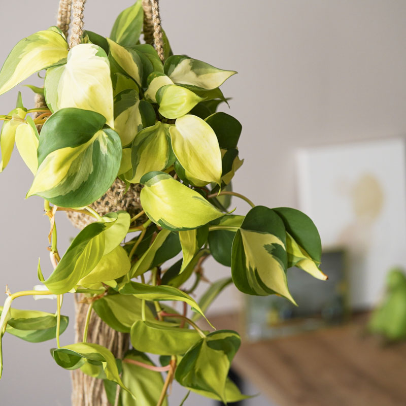 観葉植物 | 青山フラワーマーケット | 青山フラワーマーケット｜花束