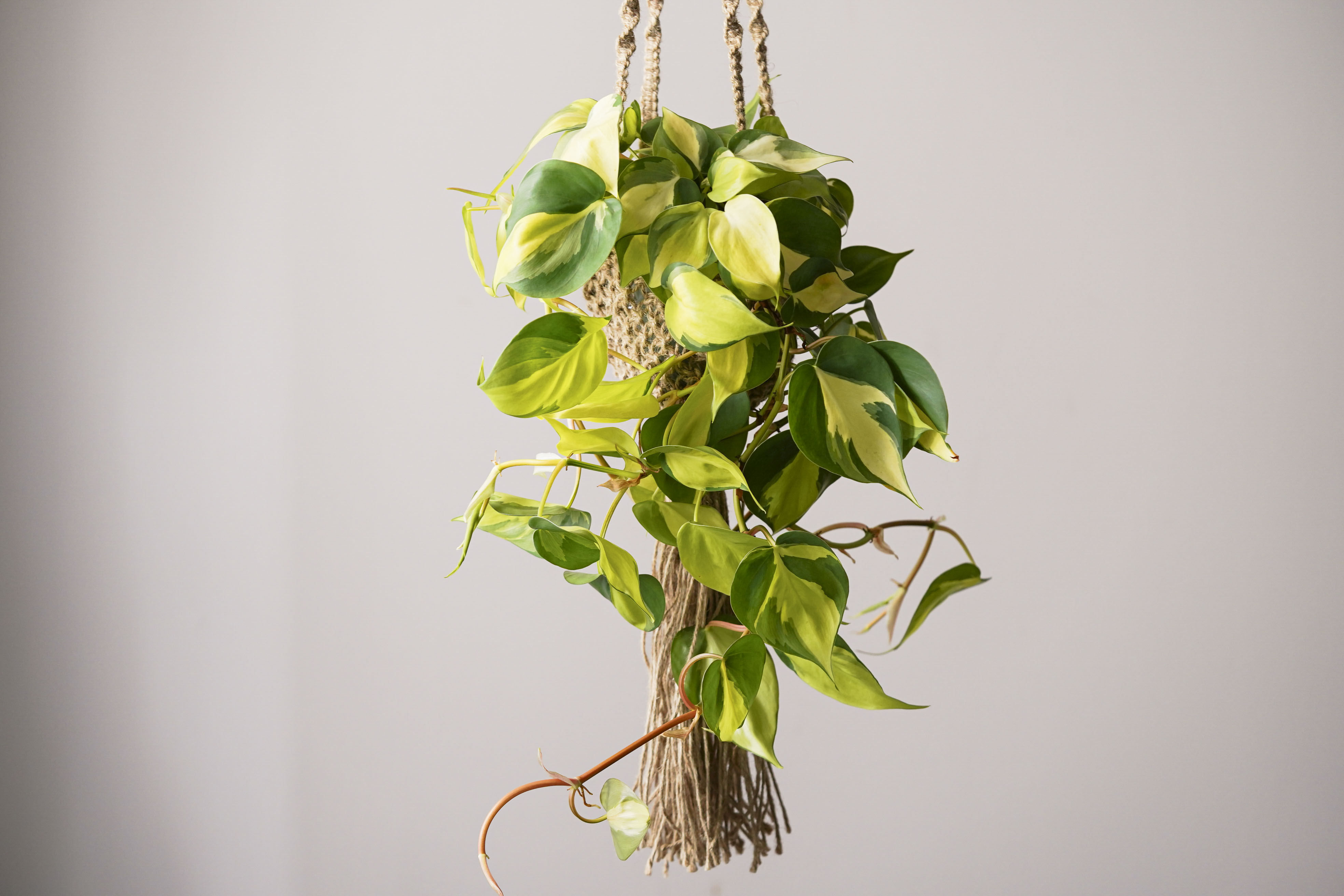 ブラジルの国旗を想起させる葉を持つフィロデンドロン・オキシカル