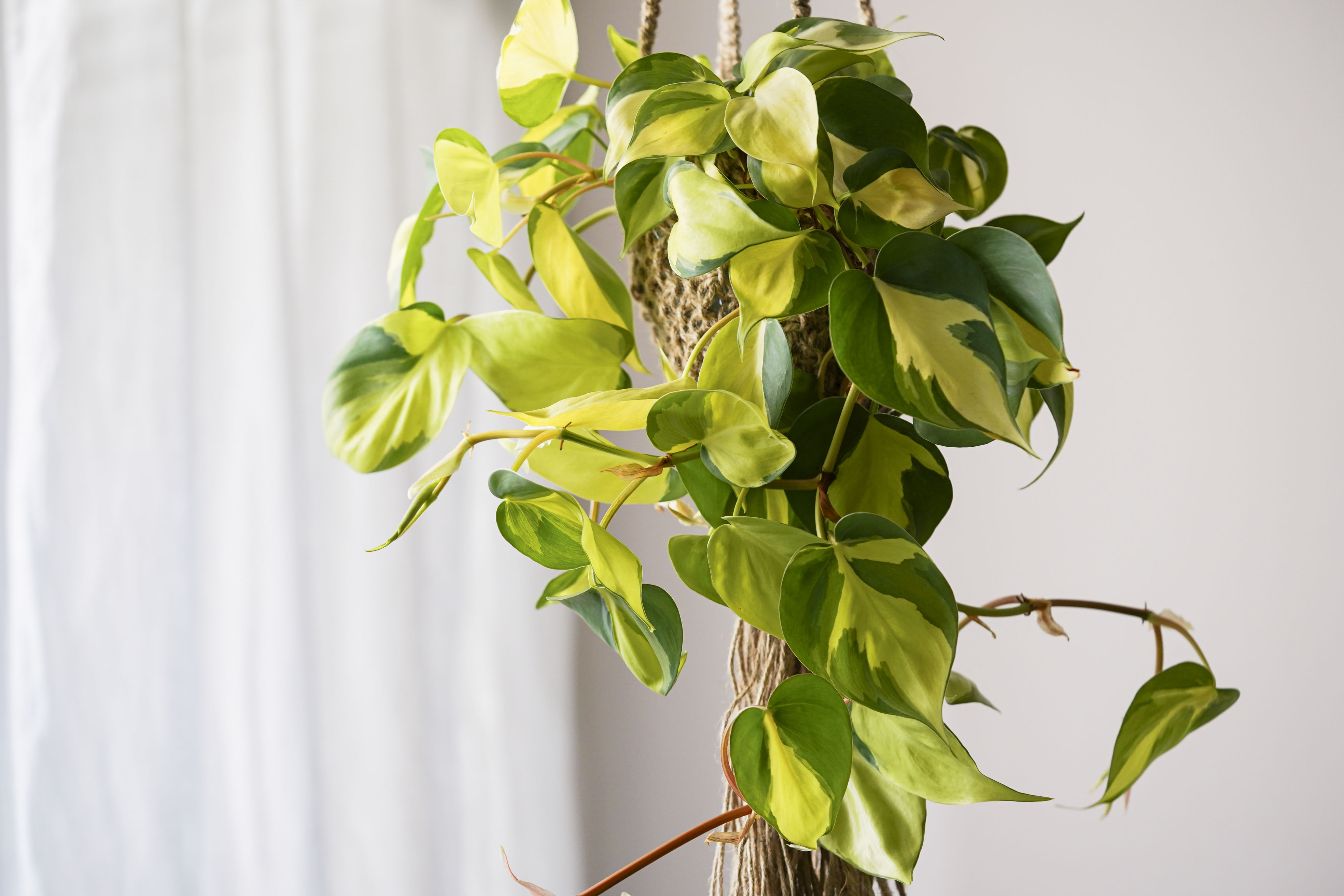 ブラジルの国旗を想起させる葉を持つフィロデンドロン・オキシカル