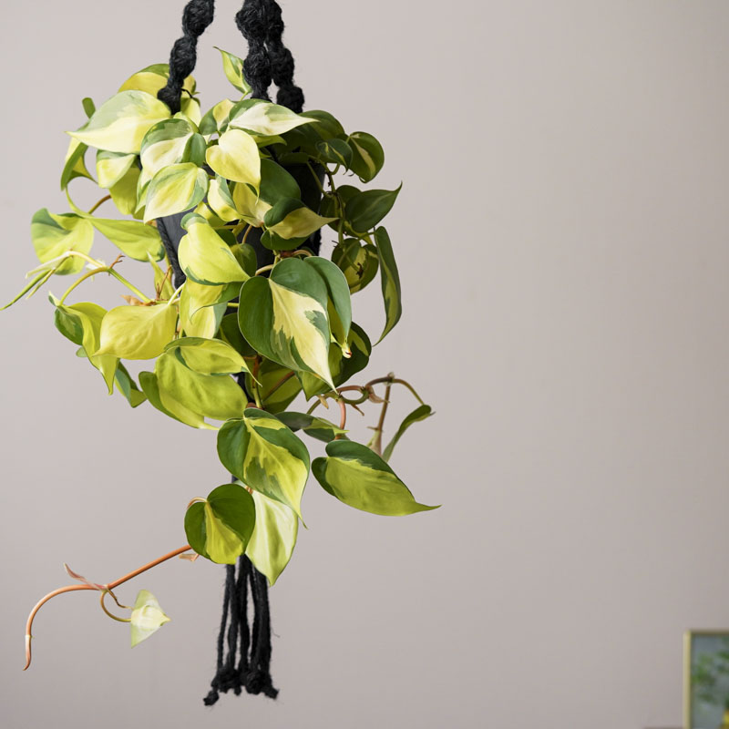 タイムセール！✨フィロデンドロン✨オキシカルジウム✨ブラジル　タワー　5本立ち タイムセール！✨フィロデンドロン✨オキシカルジウム✨ブラジル