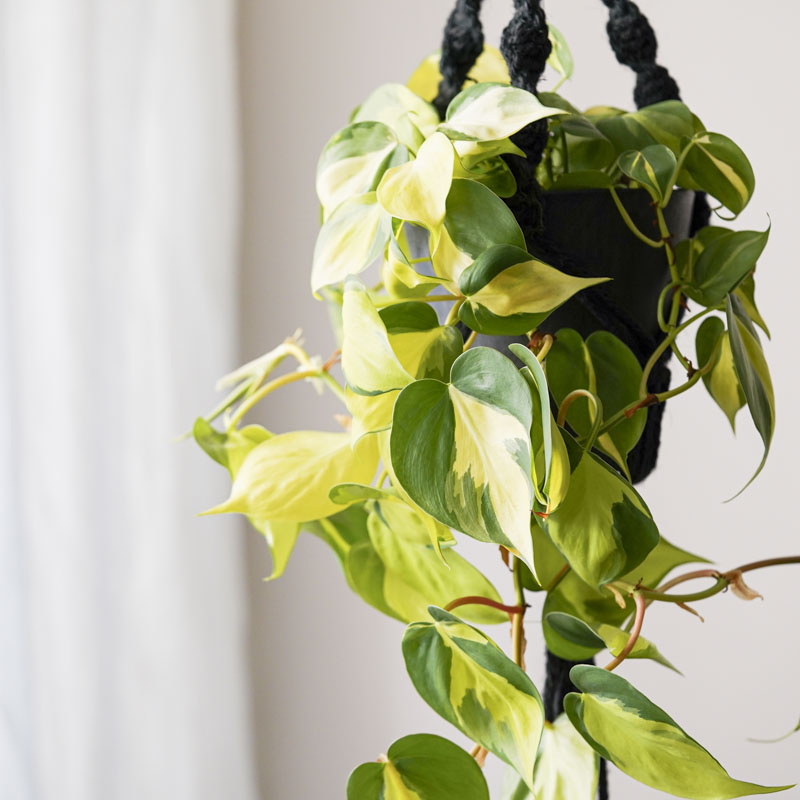 まとめ買い限定1本¥180フィロデンドロンブラジル 観葉植物 オキシカルジウム まとめ買い限定1本¥180フィロデンドロンブラジル 観葉植物 オキシカル