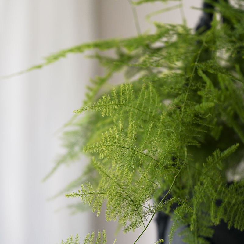 羽毛のように広がる姿が希少なアスパラガス・ナナス | 青山フラワー