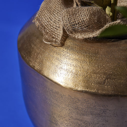 一点もの】うねるように伸びる姿が個性的なシェフレラ・コンパクタ