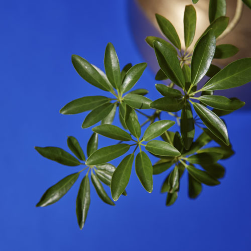 一点もの】うねるように伸びる姿が個性的なシェフレラ・コンパクタ