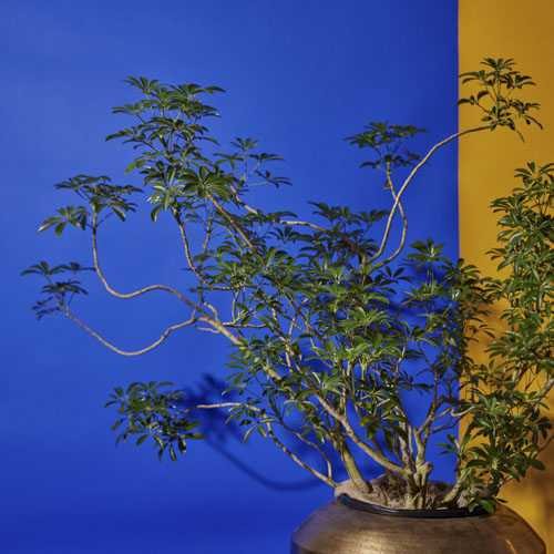 一点もの】うねるように伸びる姿が個性的なシェフレラ・コンパクタ