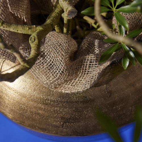 一点もの】うねるように伸びる姿が個性的なシェフレラ・コンパクタ