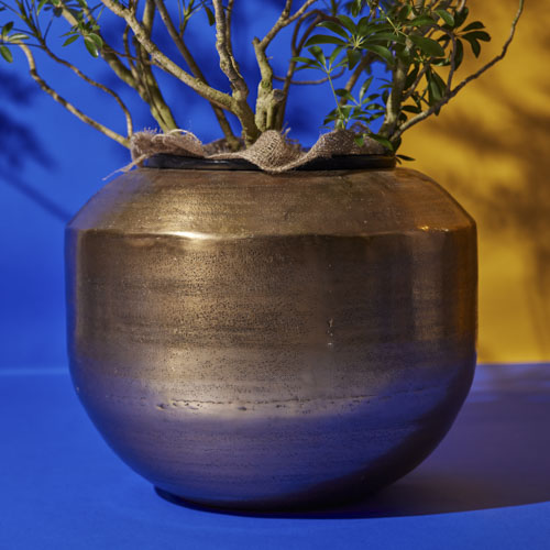 一点もの】うねるように伸びる姿が個性的なシェフレラ・コンパクタ