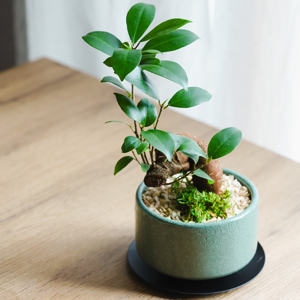 初心者におすすめの観葉植物特集｜育てやすい種類と選び方 | 青山