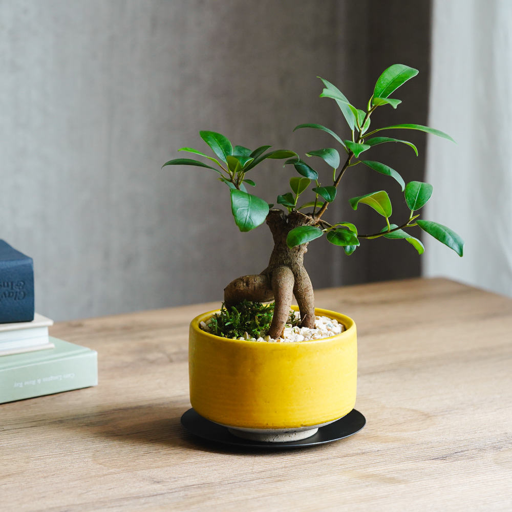 NAOです♪複数割引！スターライトビューティークイーン　ガジュマル 送料別途A】110cmｶﾞｼﾞｭﾏﾙ: インテリアグリーン（鉢物・樹木） ｜ YDM