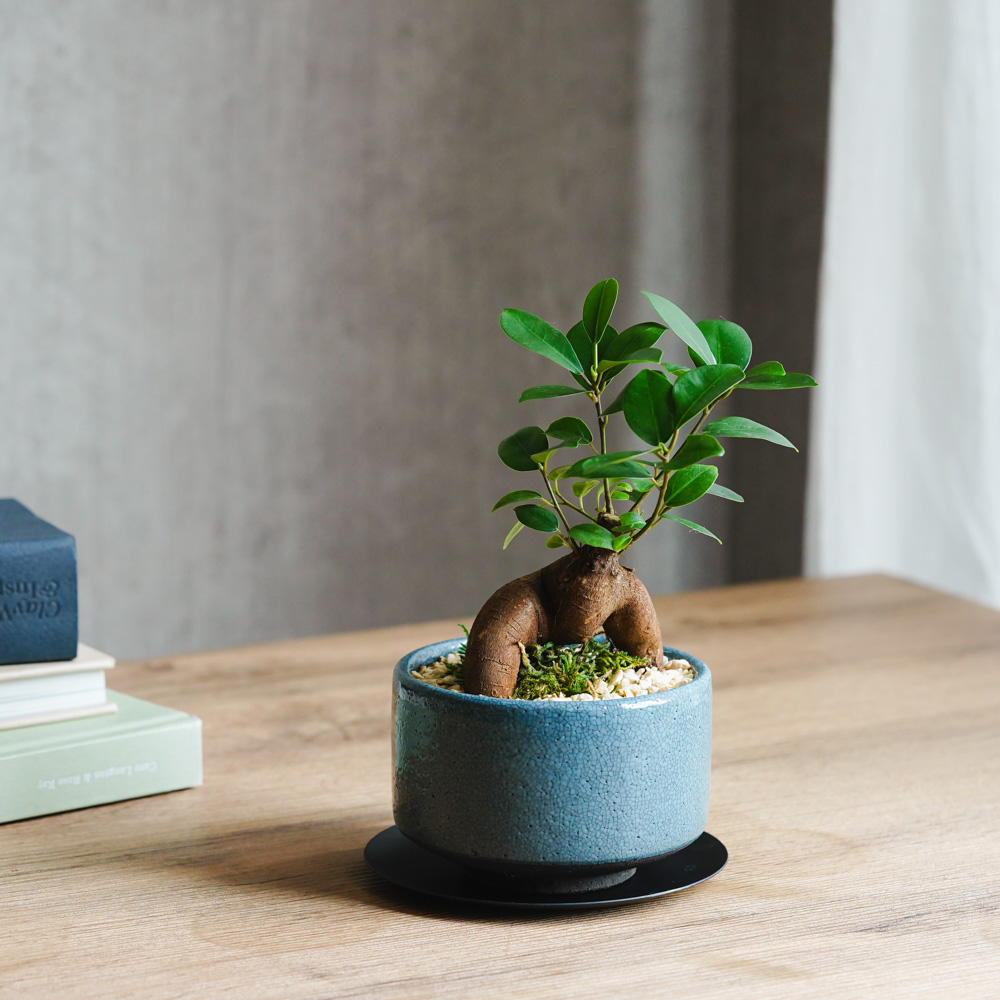 初心者におすすめの観葉植物特集｜育てやすい種類と選び方 | 青山