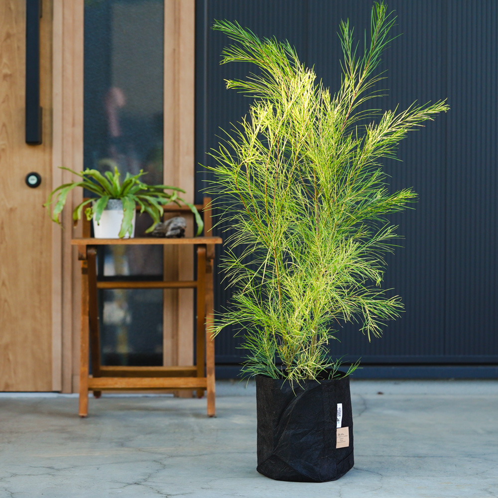 アカシア　フロリバンダ　　/796 アカシア フロリバンダ /796 【公式通販】